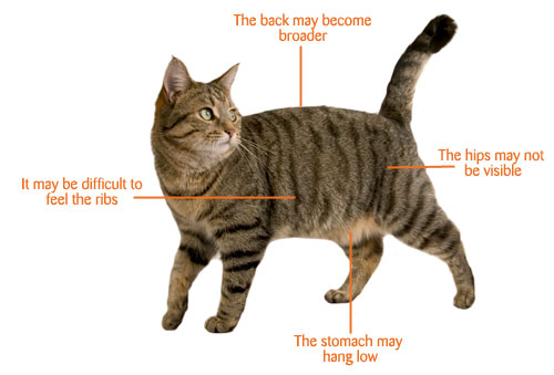 Pregnant Cats Information 9