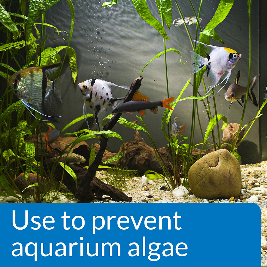 API Prevent Algae Aquarium Algae Control Solution 118ml Pets At Home