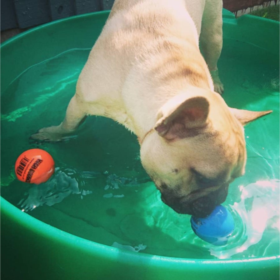 inflatable dog ball