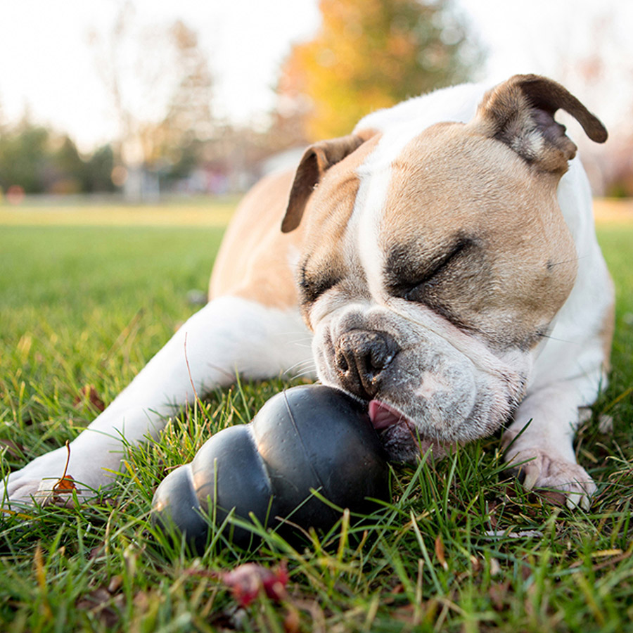 things to put in kong dog toys