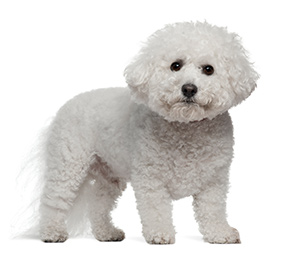 Bichon frise hypoallergenic dog 2024 breeds