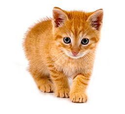 Kitten Lifestages. Cat Care Advice 