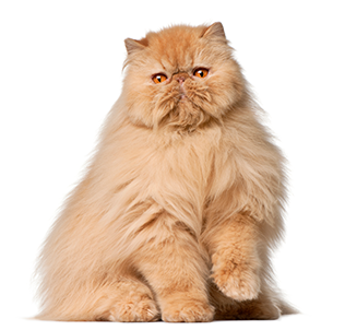 Long Hair Cat Breeds. Which Cat is Right for You? Pets at Home Cat Care  Advice
