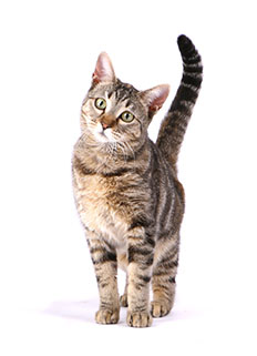 Moggie or Pure Bred Cat? Choosing the Right Cat for You. Pets at Home ...
