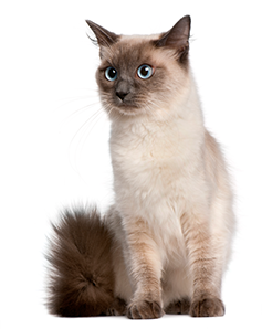 Semi Long Hair Cat Breeds. Which Cat is Right for You? Pets at Home Cat ...
