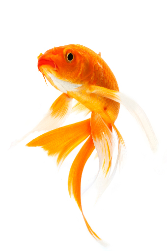 Goldfish Care Advice from Pets at Home