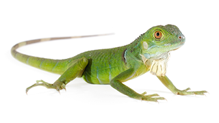 Choosing a Reptile. Reptile Care Advice from Pets at Home