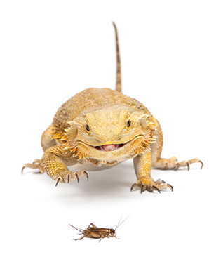 lizards for pets