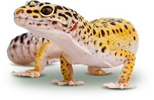 geckos for sale pets at home
