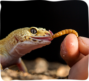 What You Need for a Pet Reptile. Reptile Care Information. Pets At