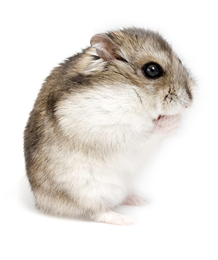 Dwarf Hamster Facts. Amazing Facts 
