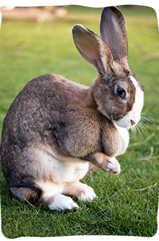 Giant store indoor rabbit