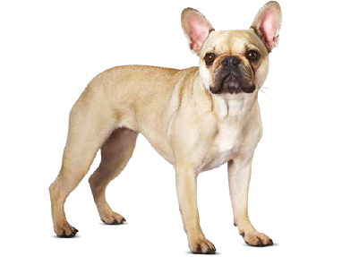 omega 3 for french bulldogs