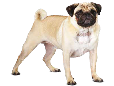 ava pug dog food