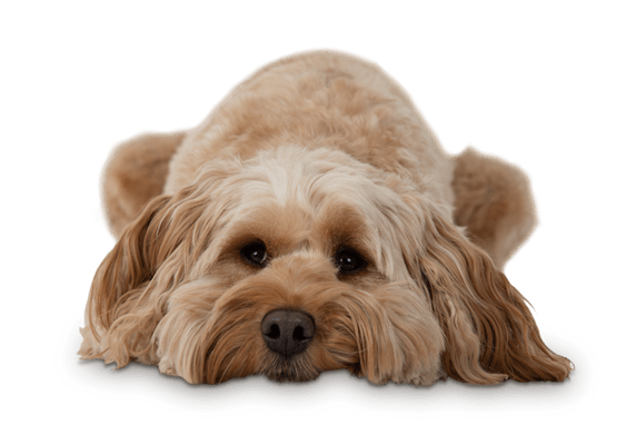 Dog & Puppy Insurance | Dog Insurance Quotes | Pets at Home