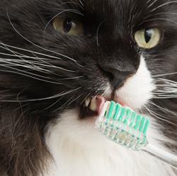 cat toothpaste pets at home