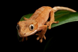 crested gecko pet care