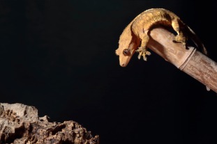 Crested gecko sale pets at home