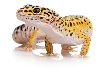 Are Leopard Geckos the pet for you 