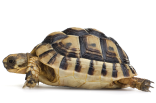 Tortoise Care. Reptile Care Information 