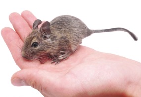 degu pets at home