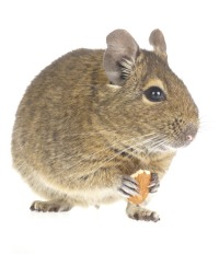 degu pets at home