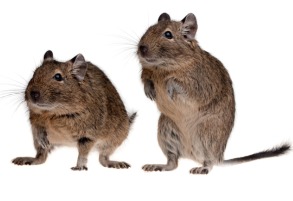 Degu home hot sale