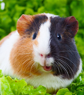 Are Guinea Pigs right for you? Rodent 