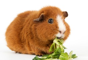 guinea pig treats pets at home