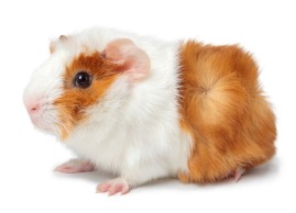 guinea pig adoption pets at home
