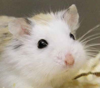 types of hamsters at pets at home