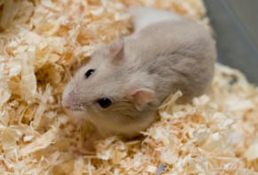types of hamsters at pets at home