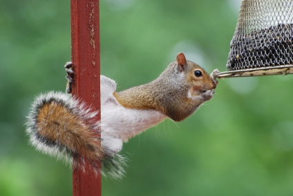 pets at home squirrel food