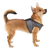 Medical pet shirt outlet dog pets at home