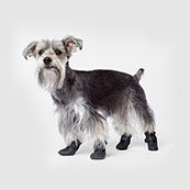 dog boots pets at home