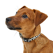 Pets at Home Spot Dog Collar Medium Pink