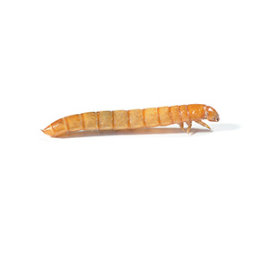 Pets at Home Live Reptile Food Locusts 4th Hoppers 28-32mm 90 Pack