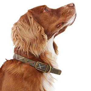 Barbour tartan dog collar 2025 small