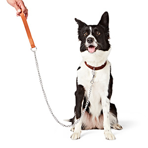 Long dog outlet chain leash