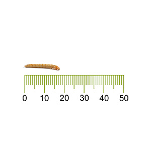 live mealworms pets at home