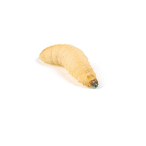 Pets at Home Live Reptile Food Waxworms 15-20mm 15g