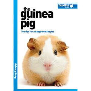 Pets at home guinea hot sale pigs