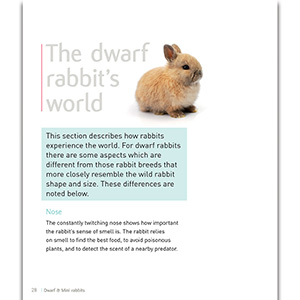 Mini sales dwarf rabbit