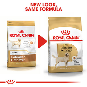 Royal canin shop labrador food review