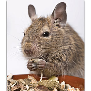 Degus for sale pets sales at home