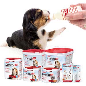 Beaphar Lactol Feeding Set for Hand-Rearing Puppies & Kittens | Pets At ...