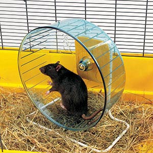 Pets at 2024 home silent wheel