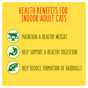 Go shop cat indoor