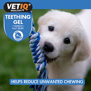 Dog teething outlet pain relief