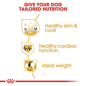 Royal canin retriever dog 2024 food